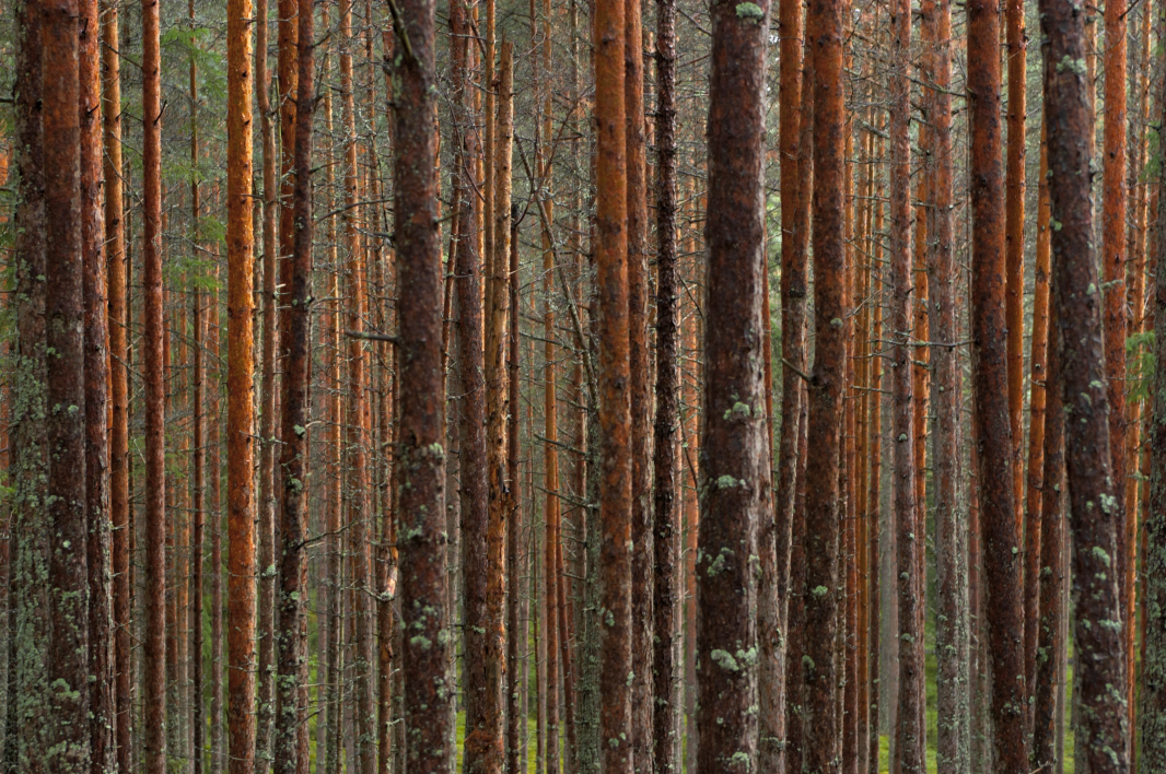 Trunks in a pine forest.